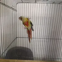 گرینچیک سخنگو حلقه پا|پرنده|فردیس, شهرک ناز|دیوار