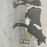 گاو آبستن ۸ماه در شادگان|حیوانات مزرعه|اهواز, امانیه|دیوار