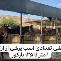 اسب پرشی|اسب و تجهیزات اسب‌سواری|شیراز, شهرک آرین|دیوار