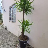 یوکا بزرگ خاص