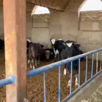 گوساله و دام زنده فروشی|حیوانات مزرعه|تهران, گرگان|دیوار