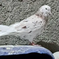 شریک کاری|فعالیت داوطلبانه تحقیقاتی|بومهن, |دیوار