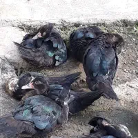 اردک مسکویی