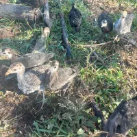 جوجه بوقلمون دوماهه نیمچه ( مرغ اوردک غاز)