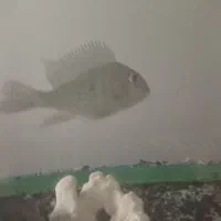 اکواریوم ب همراه ۳ ماهی و ۴قفس ۱۰۳۳|ماهی|تهران, سبلان (لشگر)|دیوار