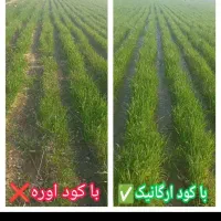 کود ارگانیک کاملترین کود کشور