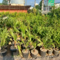 تعغیر شغل گلفروشی جمع اوری نهال|گل و گیاه طبیعی|سیاهکل, |دیوار