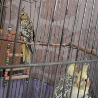 ۳ عدد طوطی عروس هلندی دو ماه