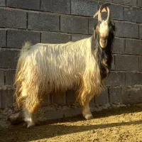 یک راس پازن