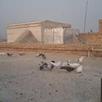 کبوتر|پرنده|بهبهان, |دیوار