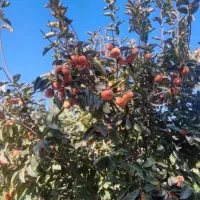 خُرمالو مهریز|خوردنی و آشامیدنی|مهریز, |دیوار