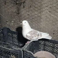 ماده طوقی و ی کت قرمز|پرنده|ساوه, |دیوار