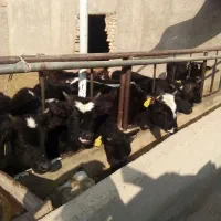 گوساله نر گیل دورگ|حیوانات مزرعه|پیشوا, |دیوار