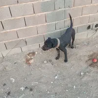 سگ پیتبول نر|سگ|اصفهان, قهجاورستان|دیوار