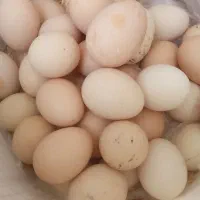 تخم مرغ برا جوجه کشی