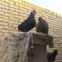 مرغ و خروس|حیوانات مزرعه|گناباد, |دیوار