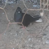 ماده اشعل