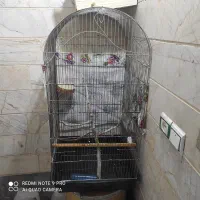 قفس پرنده