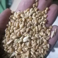 گندم پیشگام ابی|خوردنی و آشامیدنی|ایلخچی, |دیوار