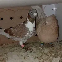 جا ندارم|پرنده|مشهد, نیزه|دیوار