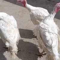 بوقلمون بیوتی از ۱۳تا۱۸کیلو