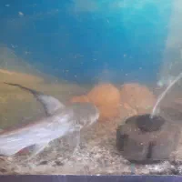 فروش ماهی اکواریومی پنکوسی شکاری گوشت خوار