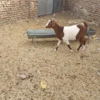 گوسفند|حیوانات مزرعه|قائن, |دیوار