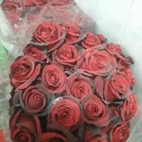 گل رز هلندی طبیعی