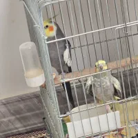 پرنده|پرنده|زنجان, |دیوار
