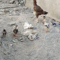 جوجه لاری