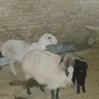 دوتا میش میانه دندون سالم بره نر یکی ماده