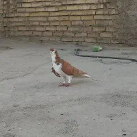 دو عدد رنگی نر|پرنده|اهواز, کوی طالقانی|دیوار