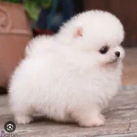 سگ عروسکی خوشگل