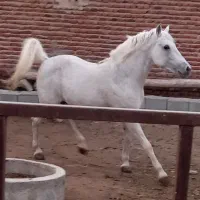 اسب