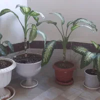 فروش ۴ عدد دیفن بصورت کلی وجزئی