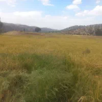 فروش زمین .برنج. باغ.گلخانه.گاوداری|فروش زمین و ملک کلنگی|یاسوج, |دیوار