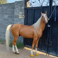 سمند پنج نشان