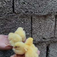 جوجه گوشتی راس