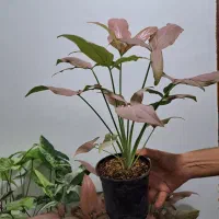 گل سینگینیوم ابلق وصورتی بال فرشته|گل و گیاه طبیعی|ساری, |دیوار