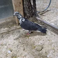 پرندهادرجه۱|پرنده|شوشتر, |دیوار