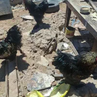 خورس برهما 10 ماه