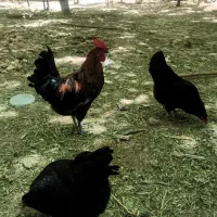 مرغ بلک استار