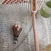 سهره سرسیاه و دورگ ماده|پرنده|شیراز, شاهچراغ|دیوار