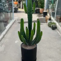 حراج گیاه کاکتوس آپارتمانی افوربیا