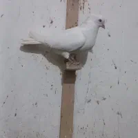 کفتر دم سفید وپرشی