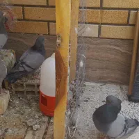 کفتر اصفهانی