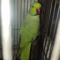 دو جفت ملنگو|پرنده|بندر انزلی, چهارفریضه|دیوار