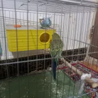 یک جفت مرغ عشق|پرنده|کوهدشت, |دیوار