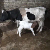 گاوباگوساله