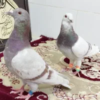 جفت پوسپیازی
